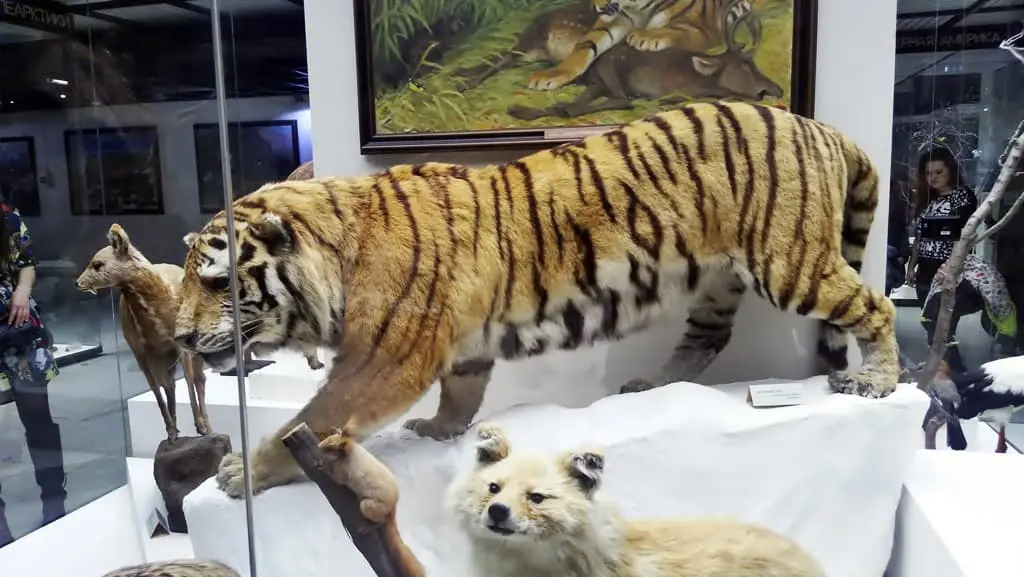 Музей Дарвина. Тигр